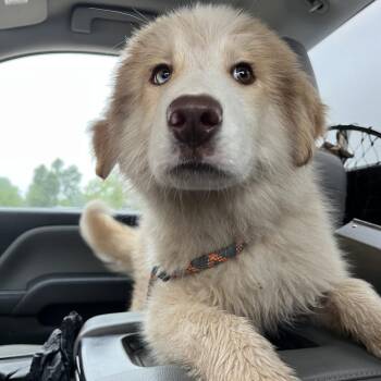 Mixed Breed Dogs Available for Adoption in Pauls Valley, Oklahoma - Achilles | PetCurious