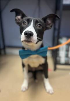 Rescue Mixed Breed Dogs for Adoption in Chamblee, Georgia - Brussels Sprout - IN FOSTER | PetCurious