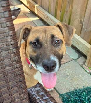 Georgia -  Anatolian Shepherd and Boxer Dog for Adoption in Mooresville, North Carolina - Georgia | PetCurious