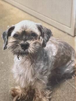 Rescue Shih Tzu Dogs for Adoption in Fort Madison, Iowa - Gremlin | PetCurious