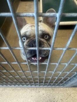 French Bulldog Dogs Available for Adoption in Oakland, California - McIntosh | PetCurious