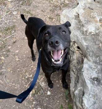 Pete -  Labrador Retriever Dog for Adoption in Austin, Texas - Pete | PetCurious