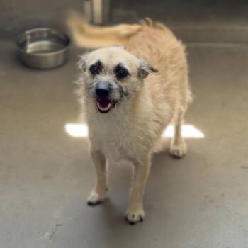 Scrappy A2287229 -  Cairn Terrier Dog for Adoption in Los Angeles, California - Scrappy A2287229 | PetCurious