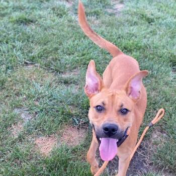 Rolo -  Chesapeake Bay Retriever Dog for Adoption in Plainfield, Illinois - Rolo | PetCurious