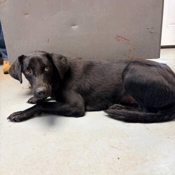 Parrot -  Mixed Breed Dog for Adoption in Brentwood, Missouri - Parrot | PetCurious