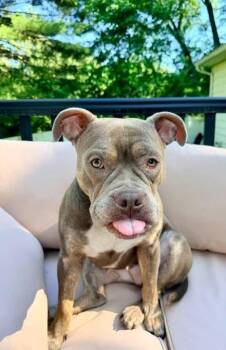 Nova -  Pit Bull Terrier Dog for Adoption in Albany, New York - Nova | PetCurious