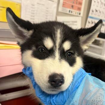 Paris -  Husky Dog for Adoption in Yuma, Arizona - Paris | PetCurious