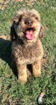Cocoa -  Poodle and Mixed Breed Dog for Adoption in Kansas City, Missouri - Cocoa | PetCurious