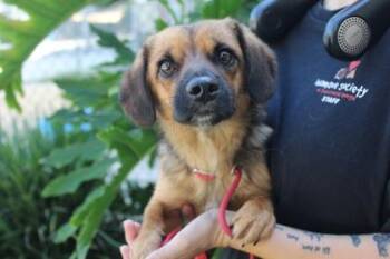 Dwight -  Dachshund and Mixed Breed Dog for Adoption in Brunswick, Georgia - Dwight | PetCurious