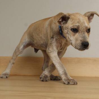 Plott Hound and Husky Dogs Available for Adoption in Minnetonka, Minnesota - Spudzy D68957 | PetCurious