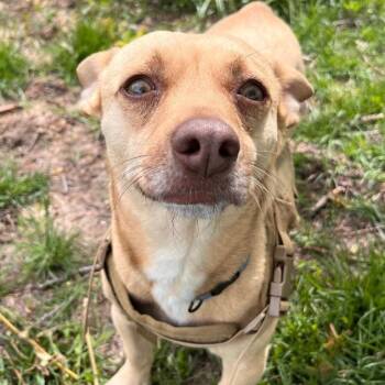 Chihuahua Dogs Available for Adoption in Logan, Utah - Bruiser Woods | PetCurious