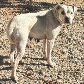Rescue Pit Bull Terrier Dogs for Adoption in Pineville, Missouri - Moon | PetCurious