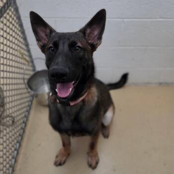 Deuce (26-382) -  German Shepherd Dog Dog for Adoption in New Ringgold, Pennsylvania - Deuce (26-382) | PetCurious