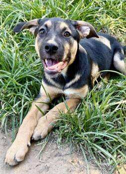 German Shepherd Dog and Pit Bull Terrier Dogs Available for Adoption in North Richland Hills, Texas - Hope | PetCurious