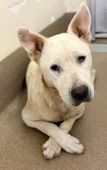 Equate -  Mixed Breed Dog for Adoption in Chamblee, Georgia - Equate | PetCurious