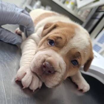 Rasputia -  English Bulldog and Mixed Breed Dog for Adoption in Parrish, Alabama - Rasputia | PetCurious