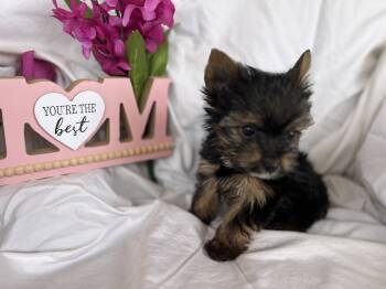 Yorkshire Terrier Dogs Available for Sale in Corona, California - Lilly  | PetCurious