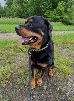 Rottweiler Dogs Available for Adoption in Ashland, Ohio - Panzer | PetCurious