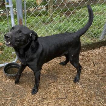 Black Labrador Retriever Dogs Available for Adoption in Pulaski, Tennessee - TNGC-Stray-1172 (Rex) | PetCurious