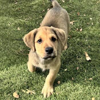 Labrador Retriever and Shepherd Dogs Available for Adoption in San Diego, California - Anthem Pup - Flag | PetCurious