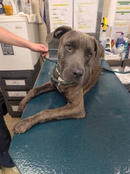 Artie -  Labrador Retriever Dog for Adoption in Mobile, Alabama - Artie | PetCurious