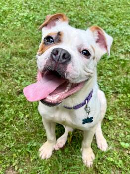 Gordon -  English Bulldog and Boxer Dog for Adoption in Winder, Georgia - Gordon | PetCurious