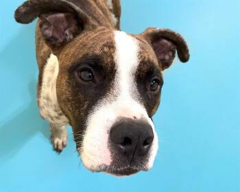ROCKY -  American Staffordshire Terrier Dog for Adoption in Fort Lauderdale, Florida - ROCKY | PetCurious