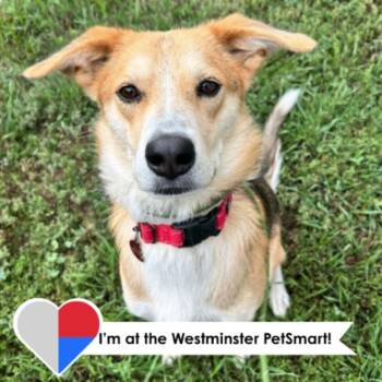 Wylie -  Collie and Mixed Breed Dog for Adoption in Fort Collins, Colorado - Wylie | PetCurious