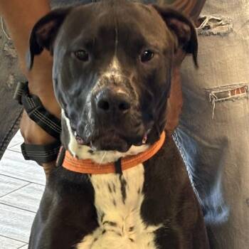 MOCHI -  Boxer and Pit Bull Terrier Dog for Adoption in St. Louis, Missouri - MOCHI | PetCurious