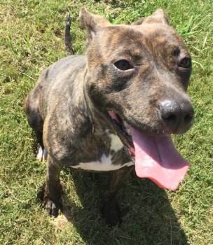 SUNNY -  Pit Bull Terrier Dog for Adoption in Grovetown, Georgia - SUNNY | PetCurious