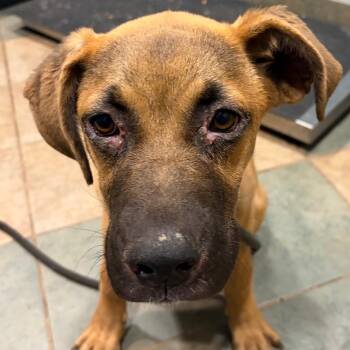 Mixed Breed Dogs Available for Adoption in Chattanooga, Tennessee - Bobbie | PetCurious