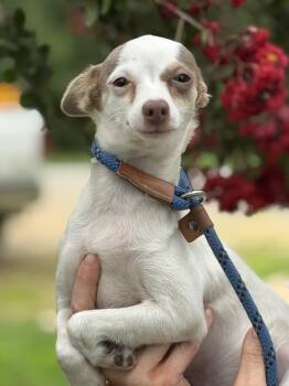 Libby -  Chihuahua Dog for Adoption in Meherrin, Virginia - Libby | PetCurious