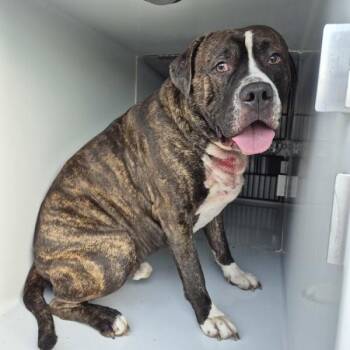 Ic-12c -  Pit Bull Terrier Dog for Adoption in Lawrenceville, Georgia - Ic-12c | PetCurious