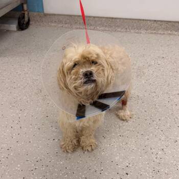 Jemimah -  Lhasa Apso and Mixed Breed Dog for Adoption in Indianapolis, Indiana - Jemimah | PetCurious