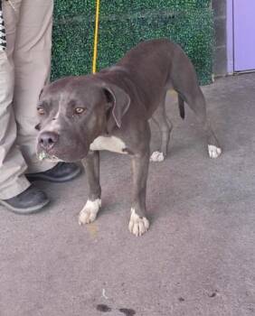 61727961 -  Pit Bull Terrier and Mixed Breed Dog for Adoption in El Paso, Texas - 61727961 | PetCurious