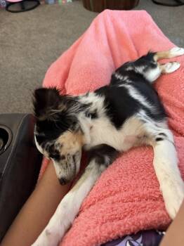 Skye -  Australian Shepherd Dog for Adoption in Aurora, Colorado - Skye | PetCurious