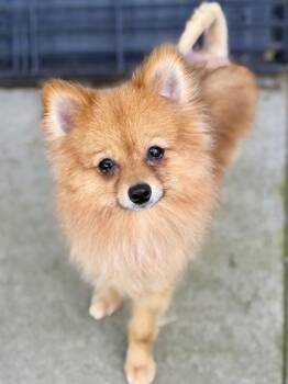 Ember -  Pomeranian Dog for Adoption in Sacramento, California - Ember | PetCurious