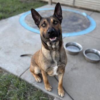 DASH -  German Shepherd Dog and Mixed Breed Dog for Adoption in Modesto, California - DASH | PetCurious