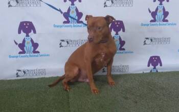 Pit Bull Terrier Dogs Available for Adoption in Orlando, Florida - LEO | PetCurious