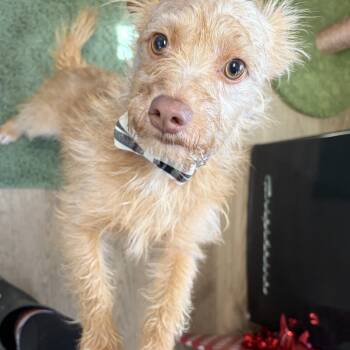Yorkshire Terrier and Cairn Terrier Dogs Available for Adoption - Cricket  | PetCurious