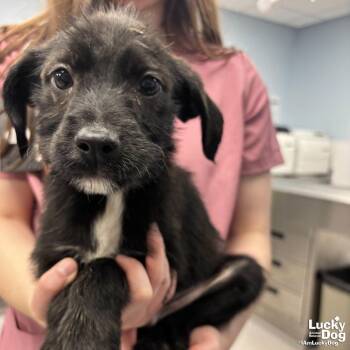 Labrador Retriever and Terrier Dogs Available for Adoption - Martian | PetCurious