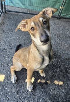 Finch -  Shepherd and Mixed Breed Dog for Adoption in Roseville, California - Finch | PetCurious