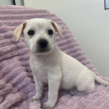 Coconut -  Cattle Dog and Mixed Breed Dog for Adoption in Salt Lake City, Utah - Coconut | PetCurious