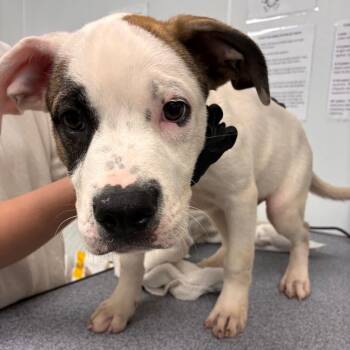 Dipper -  English Bulldog and Mixed Breed Dog for Adoption in Abilene, Texas - Dipper | PetCurious