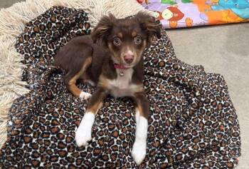 Australian Shepherd Dogs Available for Adoption in Coupeville, Washington - Skipper | PetCurious