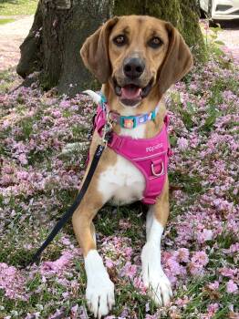 Ms. Heart of Gold Nova -  Hound and Coonhound Dog for Adoption in Ridgefield, Washington - Ms. Heart Of Gold Nova | PetCurious
