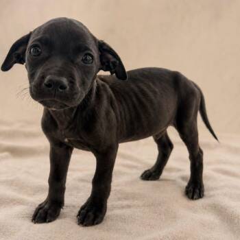 American Bully Dogs Available for Adoption in Miami, Florida - Kamado  | PetCurious