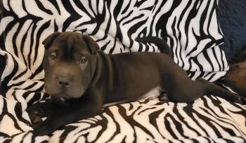 Shar Pei Dogs Available for Adoption in West Peoria, Illinois - Onyx Paradise | PetCurious