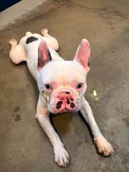 Ghost -  French Bulldog Dog for Adoption in Los Angeles, California - Ghost | PetCurious
