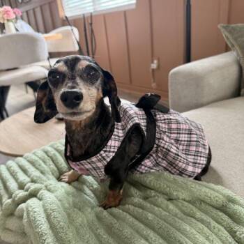 Gypsie -  Dachshund Dog for Adoption in Cookeville, Tennessee - Gypsie | PetCurious
